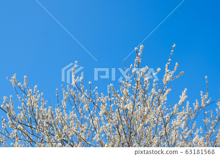 白梅花和藍天廣角副本空間 白梅花和藍天廣角副本空間 63181568