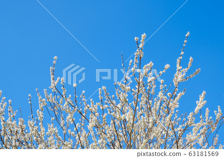 白梅花和藍天廣角副本空間 白梅花和藍天廣角副本空間 63181569
