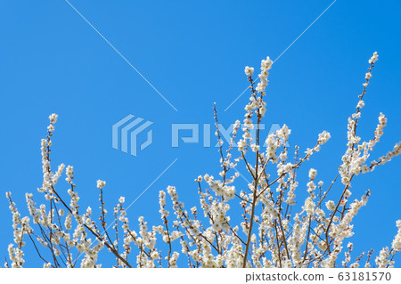 白梅花和藍天廣角副本空間 白梅花和藍天廣角副本空間 63181570