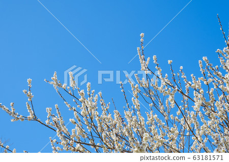 白梅花和藍天廣角副本空間 63181571