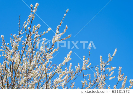 白梅花和藍天廣角副本空間 白梅花和藍天廣角副本空間 63181572