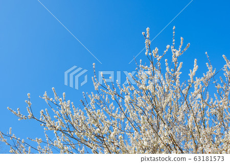 白梅花和藍天廣角副本空間 白梅花和藍天廣角副本空間 63181573