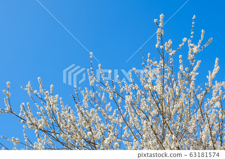 白梅花和藍天廣角副本空間 63181574