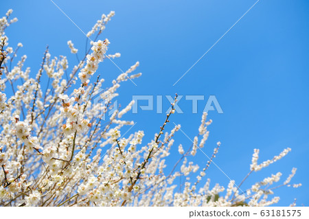 白梅花和藍天廣角副本空間 63181575