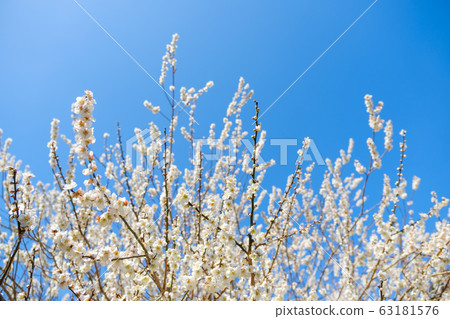 白梅花和藍天廣角副本空間 63181576