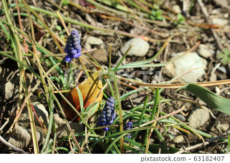 穆斯卡里寶貝 穆斯卡里寶貝 63182407