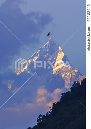 Close up of Machapuchare (Fish Tail) mountains as seen at sunrise from Pokhara city, Annapurna mountain range on dark blue sky, Nepal Himalayas, Nepal 63182446