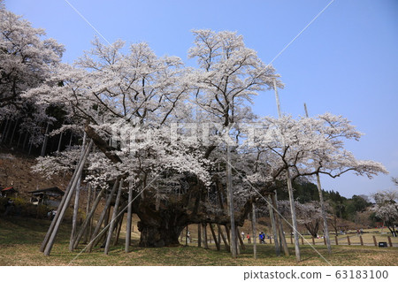 Neneo valley light cherry tree 63183100