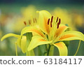 Lily flower 63184117