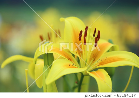 百合花 百合花 63184117