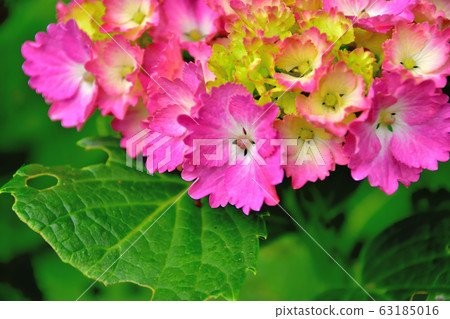 hydrangea hydrangea 63185016