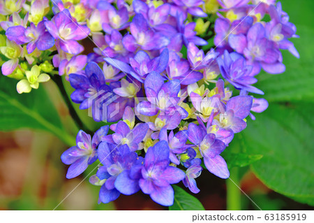 hydrangea hydrangea 63185919