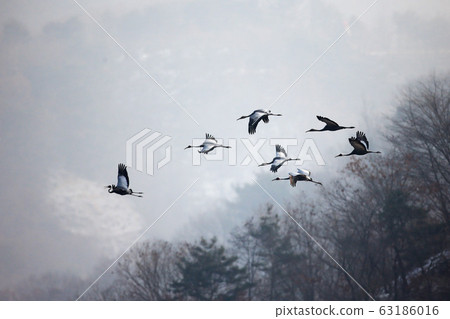 斷言，鳥，動物 63186016