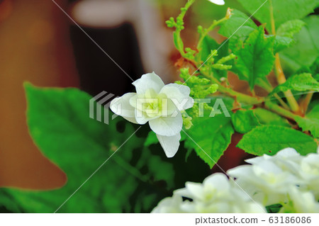 繡球 繡球 63186086