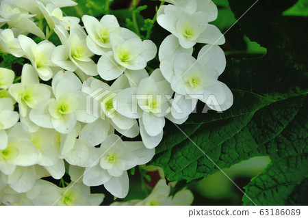 hydrangea   63186089