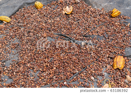 Cocoa beans spread on a towel 63186392