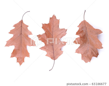 dry oak leaf on a white background 63186677