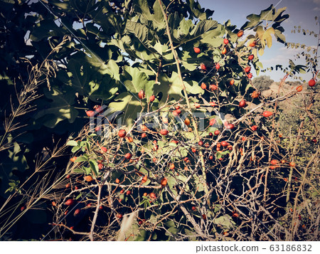 Fresh and organic rosehip near plan shot Fresh and organic rosehip near plan shot 63186832