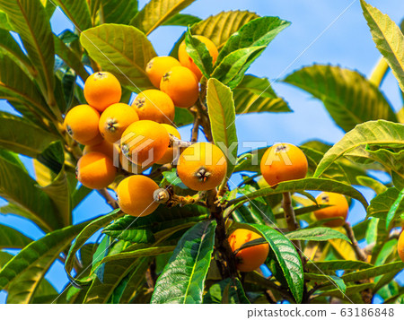 枇杷的果實 枇杷的果實 63186848