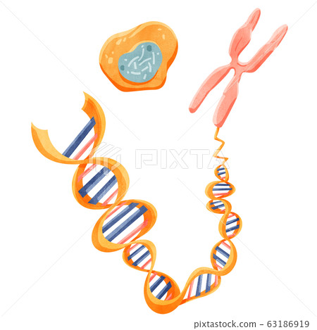 基因圖像 63186919