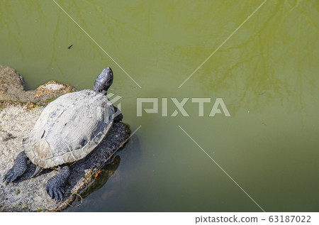 Turtle to dry the shell 63187022