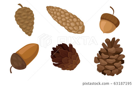 Fir Cones and Acorns Isolated on White Background Vector Set Fir Cones and Acorns Isolated on White Background Vector Set 63187195