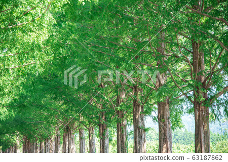 Metasequoia Namiki in Shiga Makino Kogen 63187862
