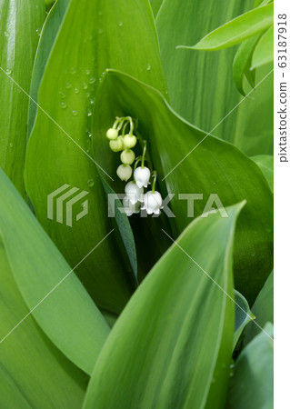 Drops of dew on the leaves of a lily of the valley Drops of dew on the leaves of a lily of the valley 63187918