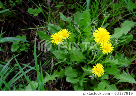 A small bush of dandelion flowers A small bush of dandelion flowers 63187919