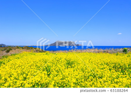 Rape flowers, spring, sunrise, sea, coast, Rape flowers, spring, sunrise, sea, coast, 63188264