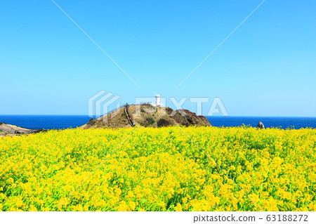 Supjikoji，油菜花，春天，燈塔 63188272
