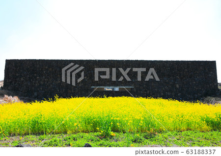 強姦花 63188337