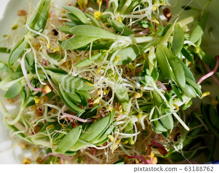Fresh Sedum Sprout Salad Fresh Sedum Sprout Salad 63188762