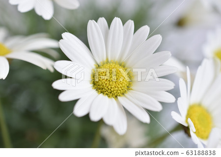 Margaret 63188838