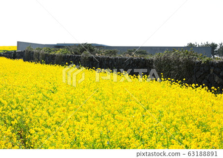 Rape flower, stone wall 63188891