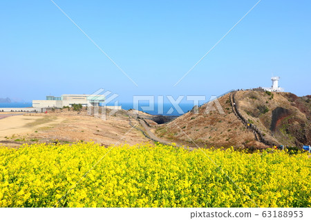 Supjikoji, rape blossoms, lighthouse 63188953