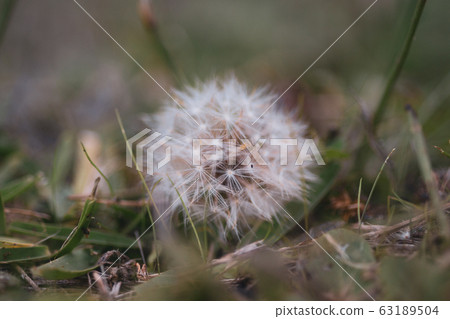 我會盡力而生存 63189504