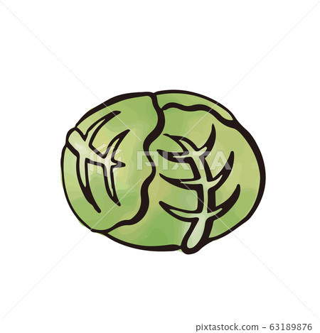 Vegetables: cabbage (watercolor / brush) Vegetables: cabbage (watercolor / brush) 63189876