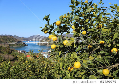 Setonai lemon Setonai lemon 63189975