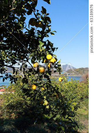 Setonai lemon Setonai lemon 63189976