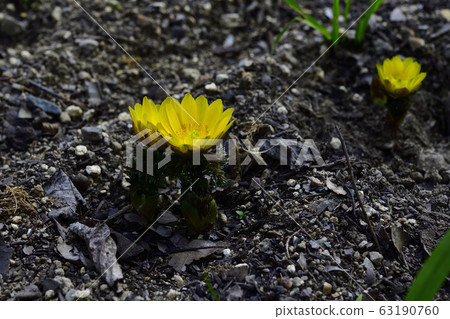 Fukujugusa, common species, golden color @ home garden, Sakai City, Osaka Prefecture 63190760