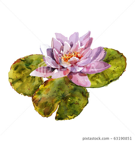 Water lily leaves and flowers bouquet. Hand drawing watercolor pink and purple and green flowers ornament Water lily leaves and flowers bouquet. Hand drawing watercolor pink and purple and green flowers ornament 63190851