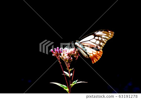 Butterfly Asagi spots Asagi Madara 63191278