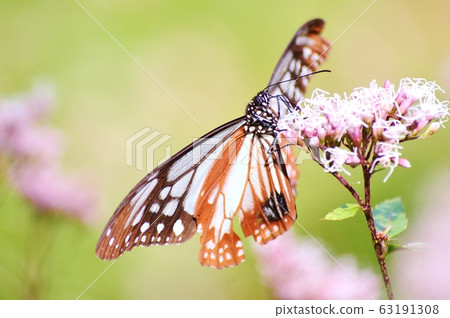 Butterfly Asagi spots Asagi Madara Butterfly Asagi spots Asagi Madara 63191308