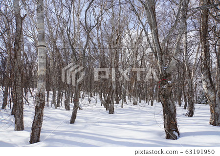 北海道的冬天:森林裡的雪 北海道的冬天:森林裡的雪 63191950
