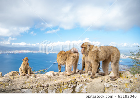 monkey family on the wall at a hiking path as attraction for tourists monkey family on the wall at a hiking path as attraction for tourists 63192046