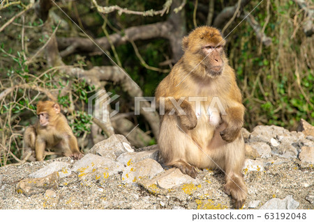 monkey Macaca sylvanus in the wild on the Gibraltar peninsula 63192048