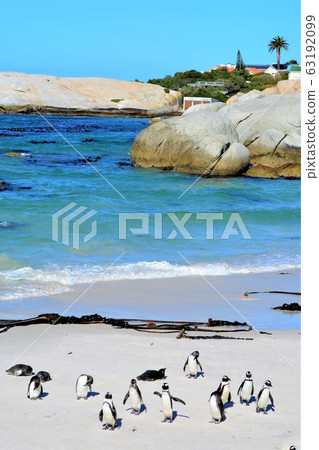 企鵝隊在巨石灘 63192099