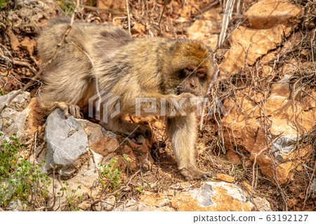 monkey looking for food on a cliff monkey looking for food on a cliff 63192127