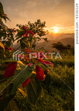 Close-up of Christmas flowers tree growth on the mountain during the morning sunrise. Close-up of Christmas flowers tree growth on the mountain during the morning sunrise. 63192129